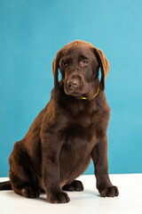 Chocolate Labrador Retriever puppy on a uniform background