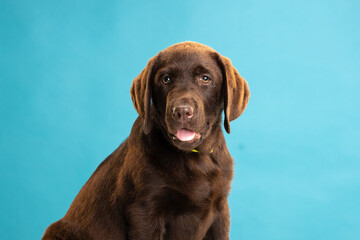Chocolate Labrador Retriever puppy on a uniform background