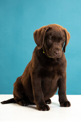 Chocolate Labrador Retriever puppy on a uniform background