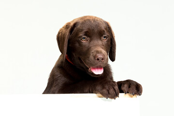 Chocolate Labrador Retriever puppy on a uniform background