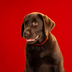 Chocolate Labrador Retriever puppy on a uniform background