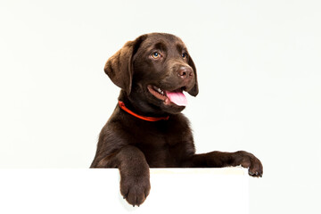 Chocolate Labrador Retriever puppy on a uniform background