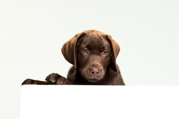 Chocolate Labrador Retriever puppy on a uniform background
