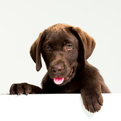 Chocolate Labrador Retriever puppy on a uniform background