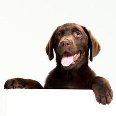 Chocolate Labrador Retriever puppy on a uniform background