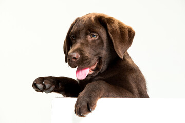 Chocolate Labrador Retriever puppy on a uniform background