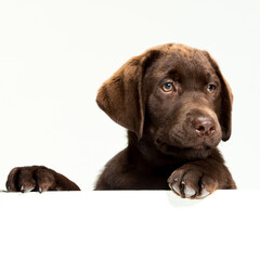 Chocolate Labrador Retriever puppy on a uniform background
