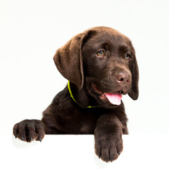 Chocolate Labrador Retriever puppy on a uniform background