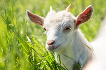 a white young goat, with small horns, is chewing fresh green grass, he is grazing in a field near the village, while he is busy eating grass, a photographer has imperceptibly photographed him.