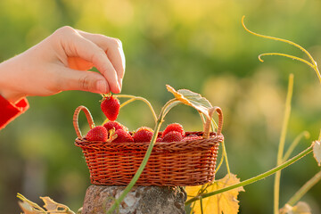 a small basket of vines full of red juicy strawberries, a young woman takes strawberries with her fingers from the basket, a festive atmosphere, harvesting with the whole family in a fun atmosphere - Powered by Adobe