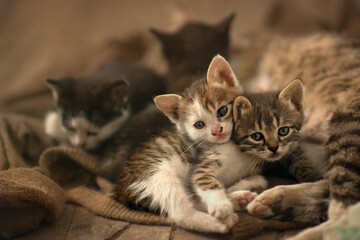 the mother cat and her four kittens, the photo captures the moment of feeding the kittens, the cat is lying and resting and kittens at this point drink mother's milk, cute cat family © Елена Черная