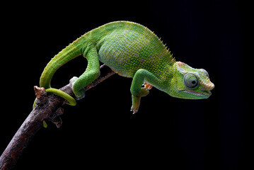 Female fischer chameleon on a black background