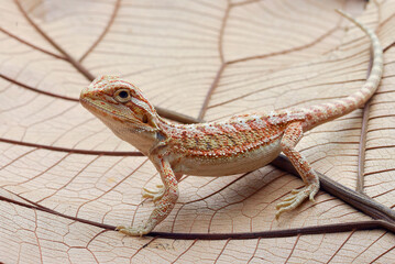Baby bearded dragon lizard playing on a leaf