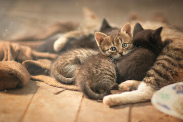 a mother cat feeds her family, her kittens, one of the kids noticed the photographer and began to watch him, he is calm, peaceful, well fed and protected by his mother, he lives happily in the family.