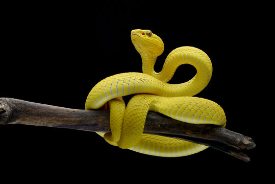 White-lipped tree viper coiled around tree branch