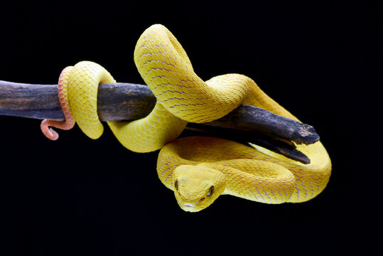 Yellow white-lipped pit viper in black background