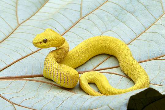 White-lipped tree viper coiled around tree branch
