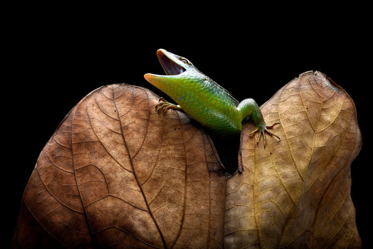 Green skink lizard on a dead leaf
