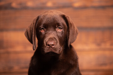 Chocolate Labrador Retriever puppy on a uniform background