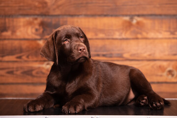 Chocolate Labrador Retriever puppy on a uniform background