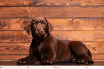 Chocolate Labrador Retriever puppy on a uniform background