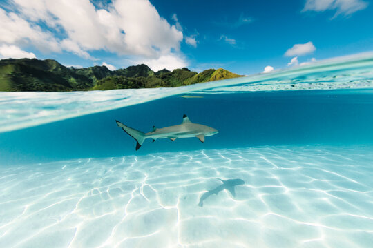 Shark swimming on a sandbar in the Pacific Ocean