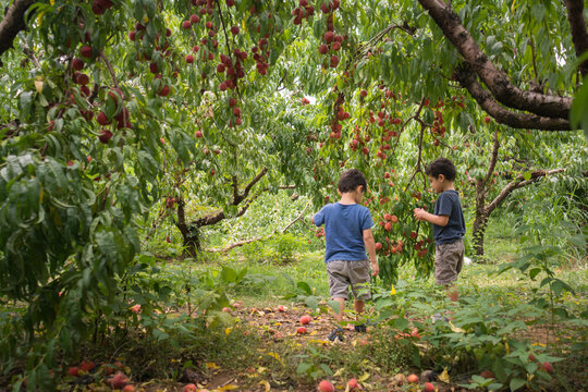 Young boys picking peaches fron tree in orchard.