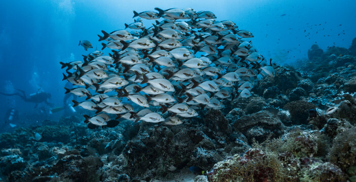 shoal of snapper clustered closely together in the Maldives