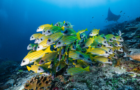 shoal of snapper clustered closely together in the Maldives