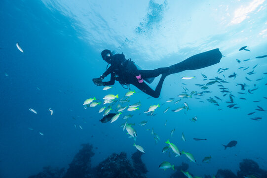 diver exploring the tropical waters around the Maldives