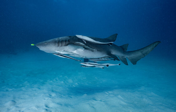 grey nurse shark with Remora fish in the Maldives
