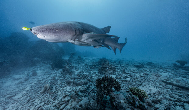 grey nurse shark with Remora fish in the Maldives