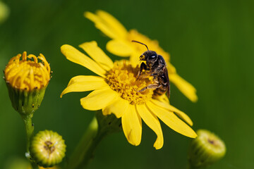A pollen-covered bee collecting nectar from a vibrant yellow flower, illustrating a key moment in nature's cycle