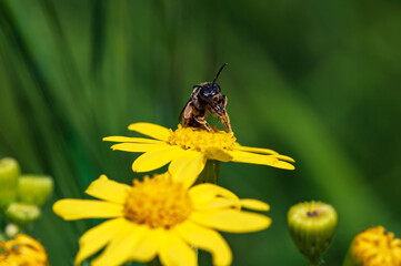 A pollen-covered bee collecting nectar from a vibrant yellow flower, illustrating a key moment in nature's cycle