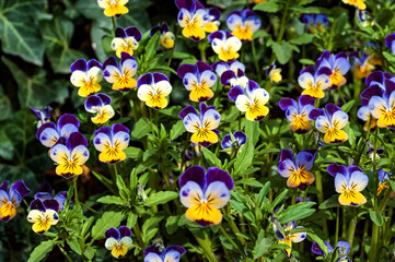  Multitude of Pansy flowers in various colors, displaying vibrant hues and intricate details against a natural green backdrop