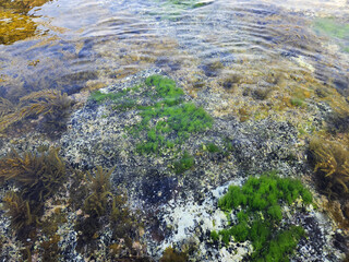 Sea