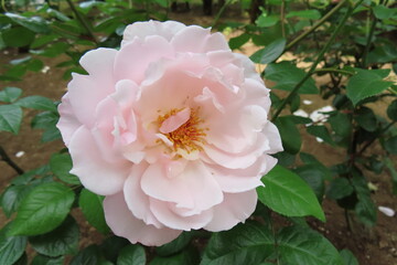 パステルピンクローズ