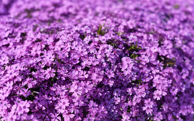 Purple flowers close-up. Purple background