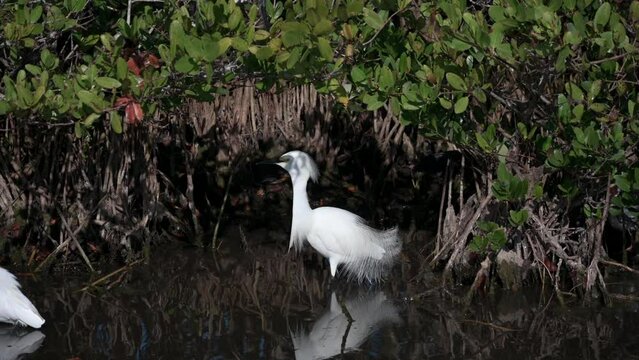 Snowy Egret (Egretta thula) in breeding plumage chasing other,in mangrove wetland Florida.