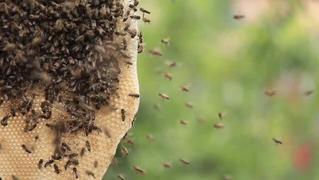 Nature's Sweet Harvest: Bees Collecting Honey from Wax Comb for Beekeeper's Reuse