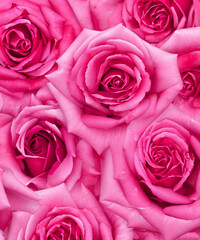 Obraz na płótnie Canvas Pink roses natural floral background close up vertical, generative AI