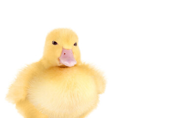 Yellow duckling isolated on transparent background.