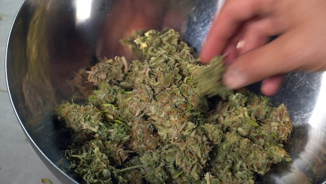 cut the weed marijuana flowers from the plant - illegal drugs hashish and cbd without thc marijuana 
