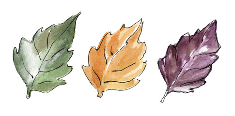 A set of three autumn leaves in purple, green and ocher outlined in black marker. watercolor hand-drawn illustration isolated on white background for the design of invitations, frames and cards