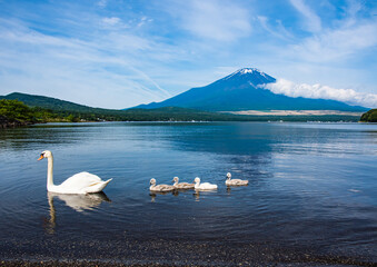 山中湖から白鳥の親子と富士山