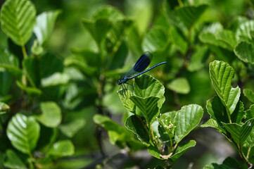 Blue dragonfly takes a sunbath  
