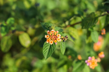 beautiful flowers of saliara or tembelekan
