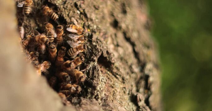 The Hidden Haven: Exploring the Secret Abode of Honeybees in a Tree Cavity