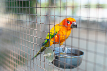 Colorful Parrot in large cage.