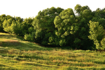 the Summer sunset country landscape with willows in Russia